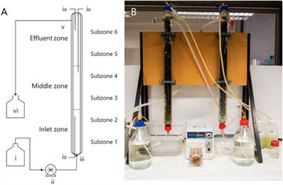 Integrated Kinetic Modelling and Microbial Profiling Provide Insights Into Biological Sulfate-Reducing Reactor Design and Operation